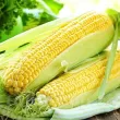 zea mays deliciosul soi romanesc plantare cuiburi 110x110