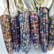 Seminte porumb Glass Gem 30buc. zea mays glass gem plantare cuiburi 110x110
