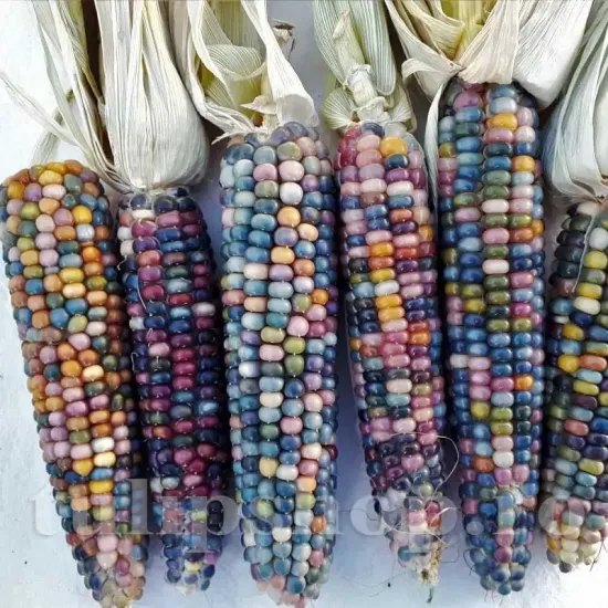 Seminte porumb Glass Gem 30buc. zea mays glass gem plantare cuiburi