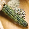 Seminte porumb Oaxacan Green 30buc. zea mays oaxacan green plantare cuiburi 110x110