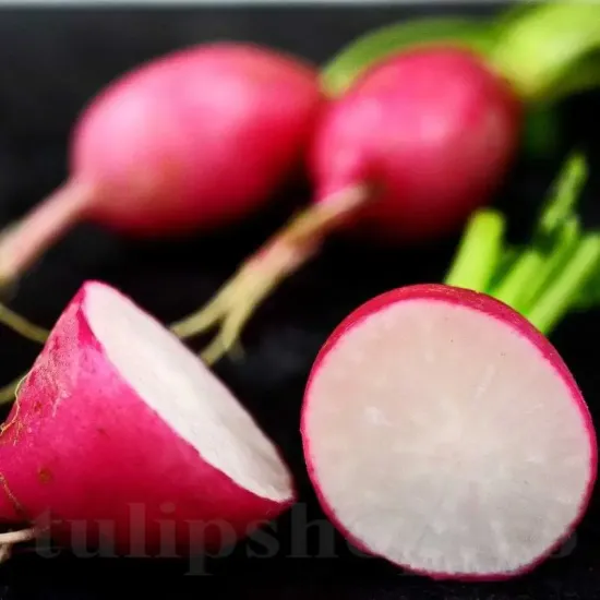raphanus sativus jutrzenka plantare randuri