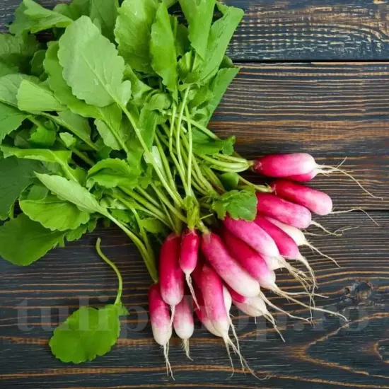 seminte ridiche de dix huit jours2