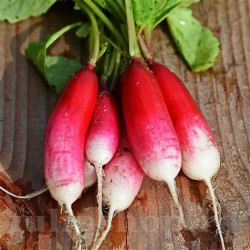 Seminte ridiche Flamboyant 1000buc. Seminte ridiche Flamboyant 1000buc.