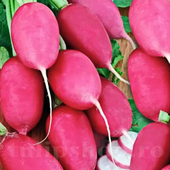 seminte ridiche jutrzenka