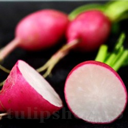 Seminte ridiche Jutrzenka 1000buc. Seminte ridiche Jutrzenka 1000buc.