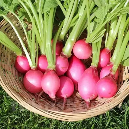 seminte ridiche jutrzenka2