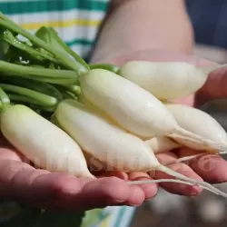 Seminte ridiche Leda 1.000buc.