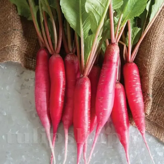 seminte ridiche long scarlet1