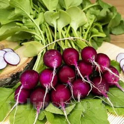 Seminte ridiche Malaga 1000buc.