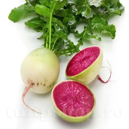 seminte ridiche red meat1