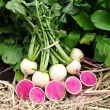 Pachet XXL seminte ridiche Red Meat 1.200buc. seminte ridiche red meat3 110x110