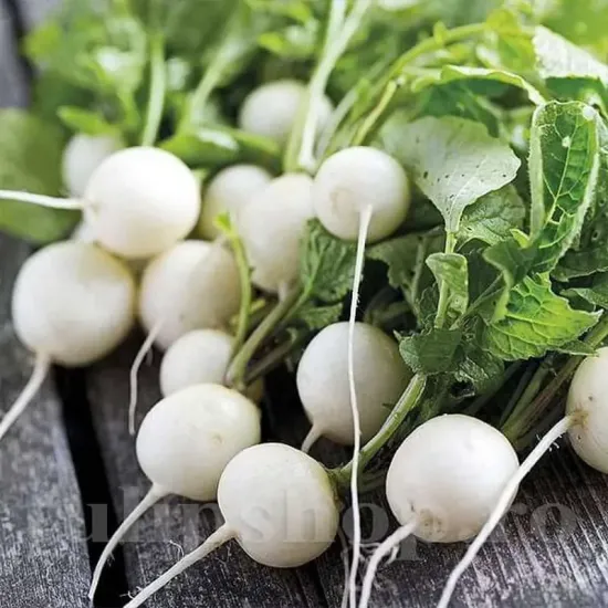 seminte ridiche snieszka