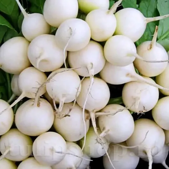 seminte ridiche snieszka3