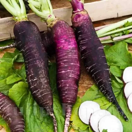 seminte ridiche violet de gournay2