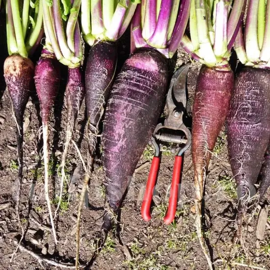 seminte ridiche violet de gournay3