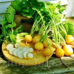 Seminte ridiche Midas 1.000buc. Seminte ridiche Midas 1.000buc.