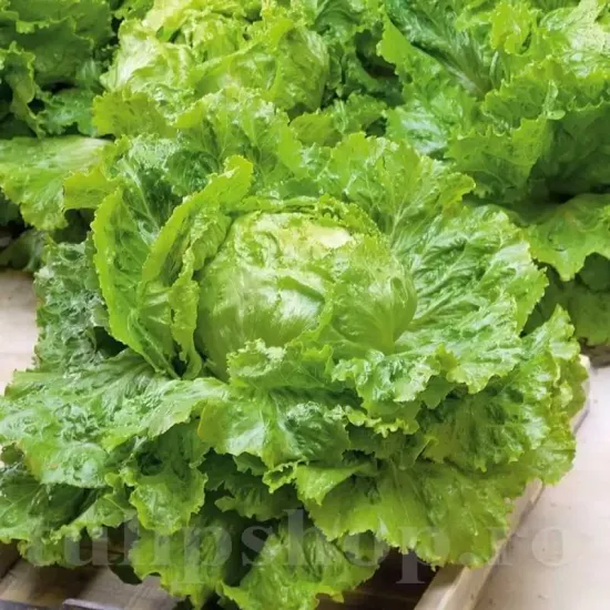 lactuca sativa blonde de paris plantare randuri