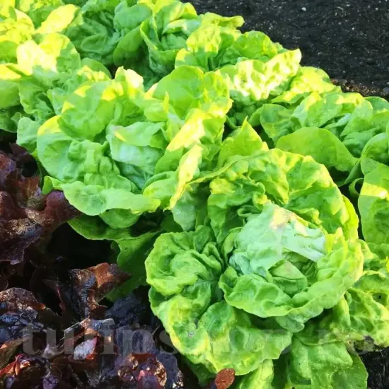 lactuca sativa may queen plantare randuri
