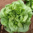 Seminte salata Meraviglia d'Inverno 2.000buc. lactuca sativa meraviglia dinverno plantare randuri 110x110