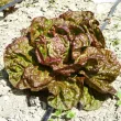 lactuca sativa merveille de quatre saisons plantare randuri 110x110