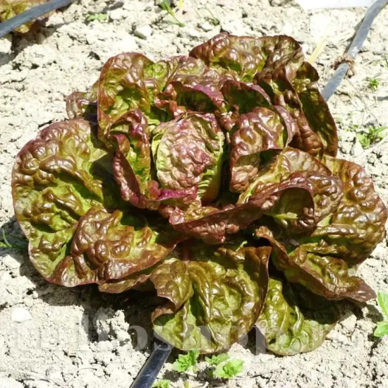 lactuca sativa merveille de quatre saisons plantare randuri