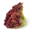 pachet seminte salata lollo rossa tulip shop 110x110