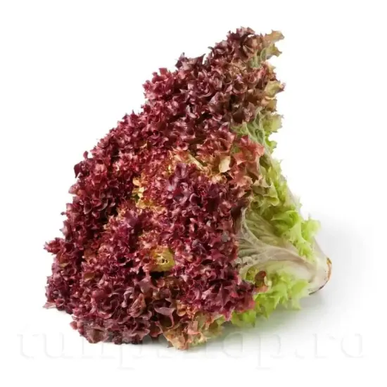 pachet seminte salata lollo rossa tulip shop