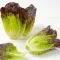 Seminte salata Red Romaine Cos 1000buc.