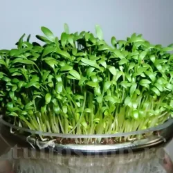 Pachet XXL Seminte Creson 20.000buc.