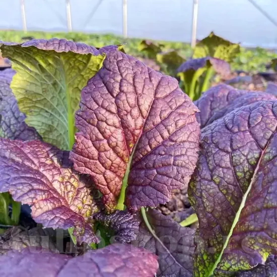 seminte mustar red giant