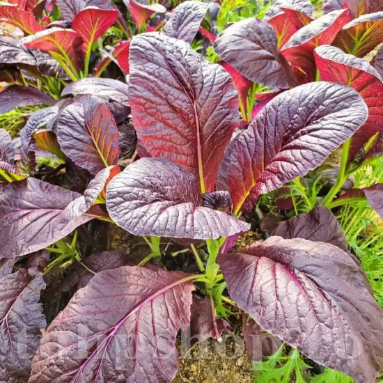 seminte mustar red giant1