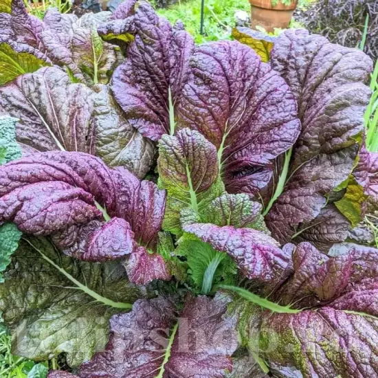 seminte mustar red giant2