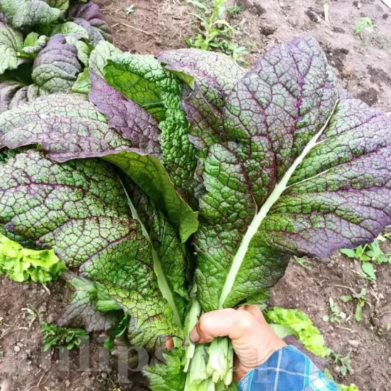 seminte mustar red giant3