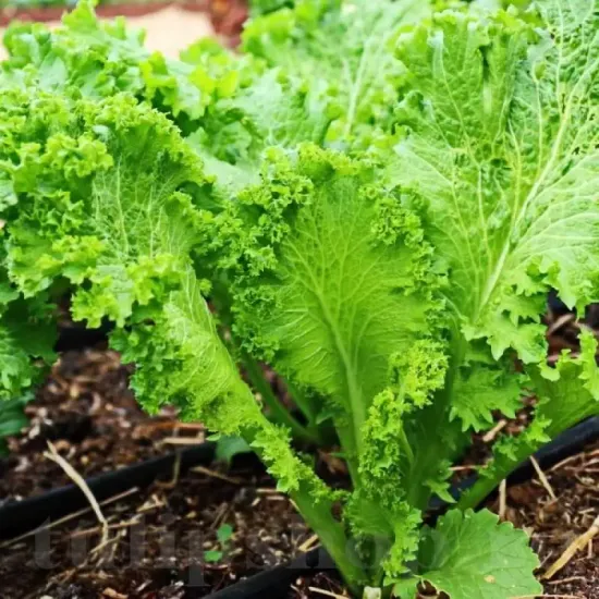 seminte mustar southern giant curled