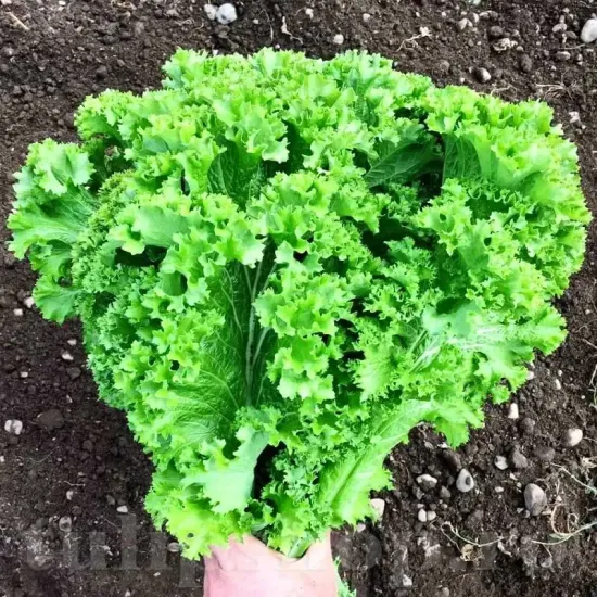 seminte mustar southern giant curled1