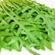 Pachet XXL seminte Rucola 20.000buc. seminte rucola 110x110