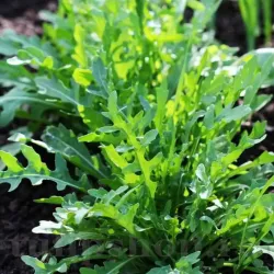 Pachet XXL seminte Rucola 20.000buc.