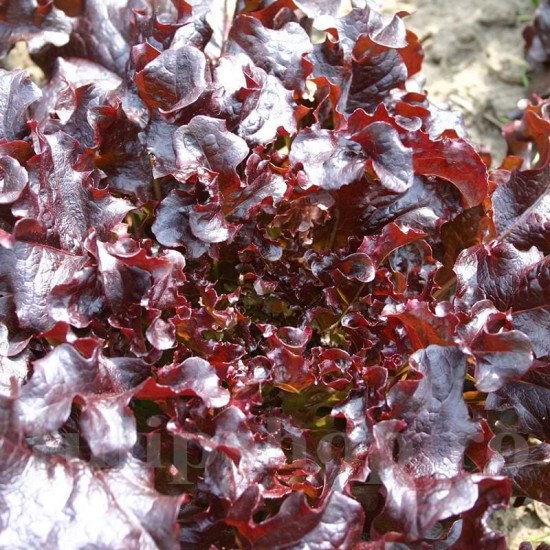 Pachet XXL seminte salata Apache 10.000buc. Pachet XXL seminte salata Apache 10.000buc.