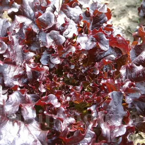 seminte salata apache