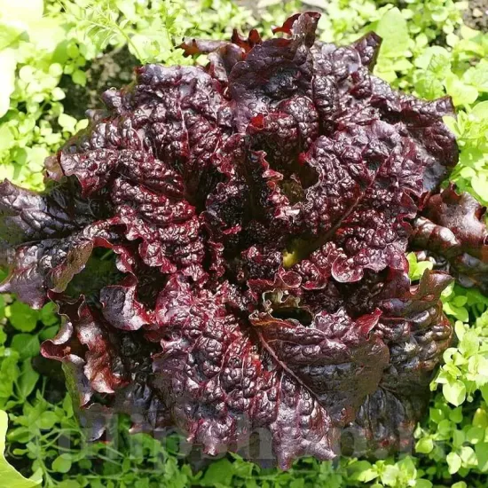 seminte salata apache2