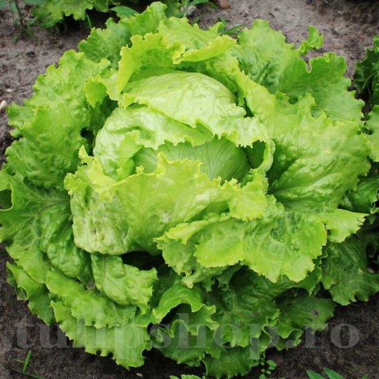 Pachet XXL Seminte salata Blonde de Paris 10.000buc.