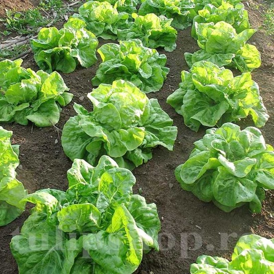 Pachet XXL Seminte salata Grosse Blonde Paresseuse 10.000buc. Pachet XXL Seminte salata Grosse Blonde Paresseuse 10.000buc.