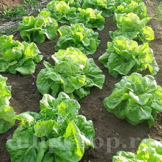 seminte salata grosse blonde parasseusse2