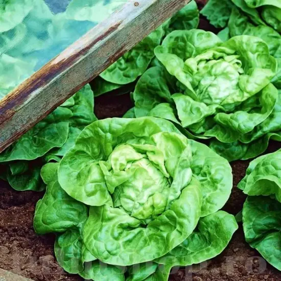 seminte salata imperial winter