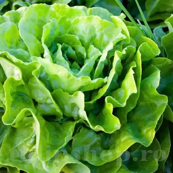 seminte salata imperial winter1