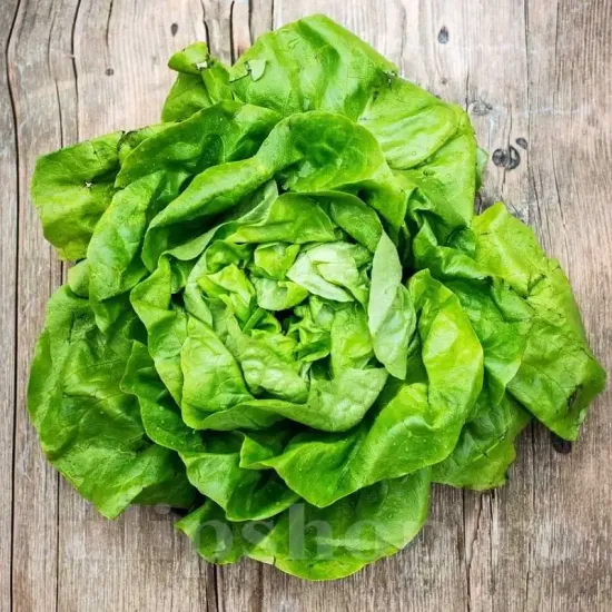 seminte salata imperial winter2