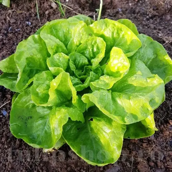 seminte salata imperial winter3