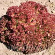 seminte salata lollo rossa cultivare gradina ghiveci 110x110