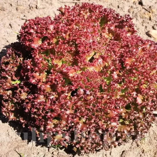 seminte salata lollo rossa cultivare gradina ghiveci