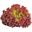 seminte salata lollo rossa frunze rosii foarte cretate 110x110